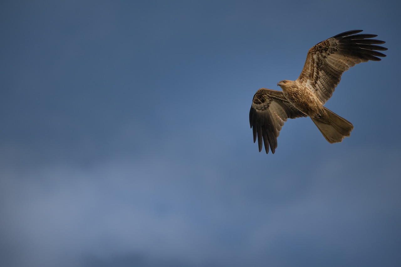 Urban Birding: The Role of Birds in Sustainable Cities